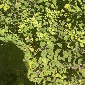 Photo of the plant species Nanking Cherry by @CredibleGuayule named Xena on Greg, the plant care app