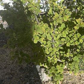 Photo of the plant species Nanking Cherry by @CredibleGuayule named Mollie on Greg, the plant care app