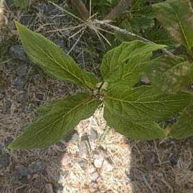 Photo of the plant species Alpine Honeysuckle by @CredibleGuayule named Luna on Greg, the plant care app