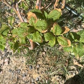 Photo of the plant species American Cranberrybush Viburnum by @CredibleGuayule named Duke on Greg, the plant care app