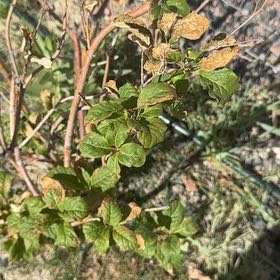 Photo of the plant species Bitterberry by @CredibleGuayule named Harry on Greg, the plant care app