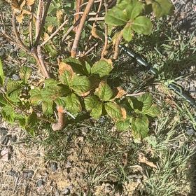 Photo of the plant species Fragrant Sumac by @CredibleGuayule named James Dean on Greg, the plant care app