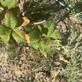 Photo of the plant species Fragrant Sumac by @CredibleGuayule named Homer on Greg, the plant care app