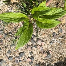 Photo of the plant species Western Dogwood by @CredibleGuayule named Naomi on Greg, the plant care app