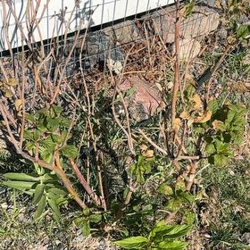 Photo of the plant species Black Elderberry by @CredibleGuayule named Aristotle on Greg, the plant care app