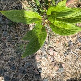 Photo of the plant species Western Dogwood by @CredibleGuayule named Kylie on Greg, the plant care app