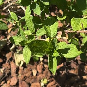 Photo of the plant species Panicle Hydrangea by @CredibleGuayule named Drake on Greg, the plant care app