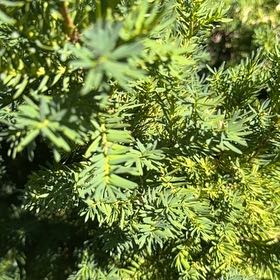 Photo of the plant species English Yew by @CredibleGuayule named Prince on Greg, the plant care app