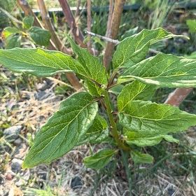 Photo of the plant species Alpine Honeysuckle by @CredibleGuayule named Shakira on Greg, the plant care app