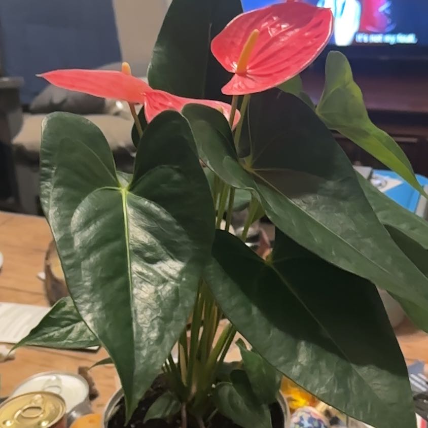 Photo of the plant species Anthurium 'Sweet Dream' by @SageLavender79 named Bloja Cat on Greg, the plant care app