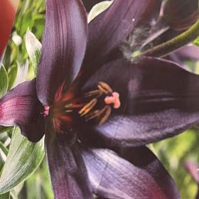 Photo of the plant species Landini Asiatic Lily by @SageLavender79 named Nithin on Greg, the plant care app