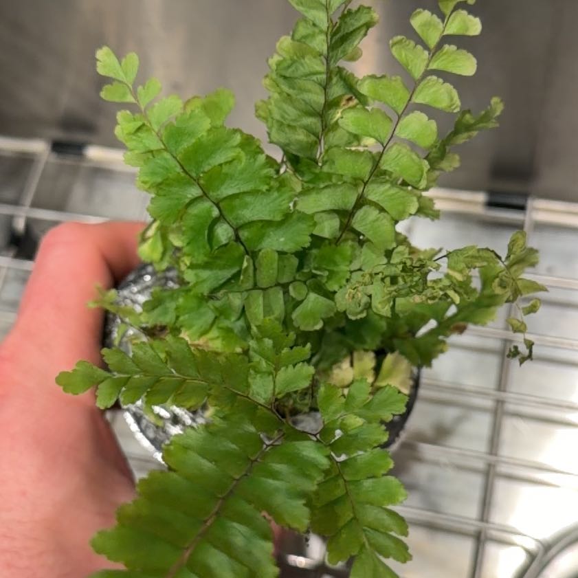 Photo of the plant species Rosy Maidenhair Fern by @SustainedAgave named Sproutacus on Greg, the plant care app