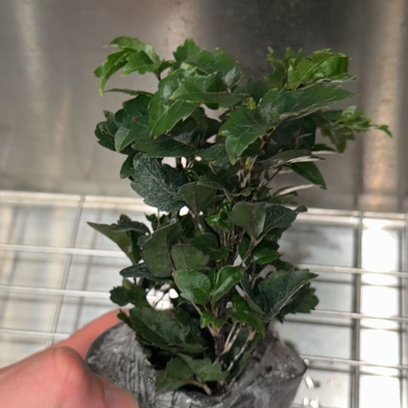 Photo of the plant species Olympia by @SustainedAgave named Xena on Greg, the plant care app
