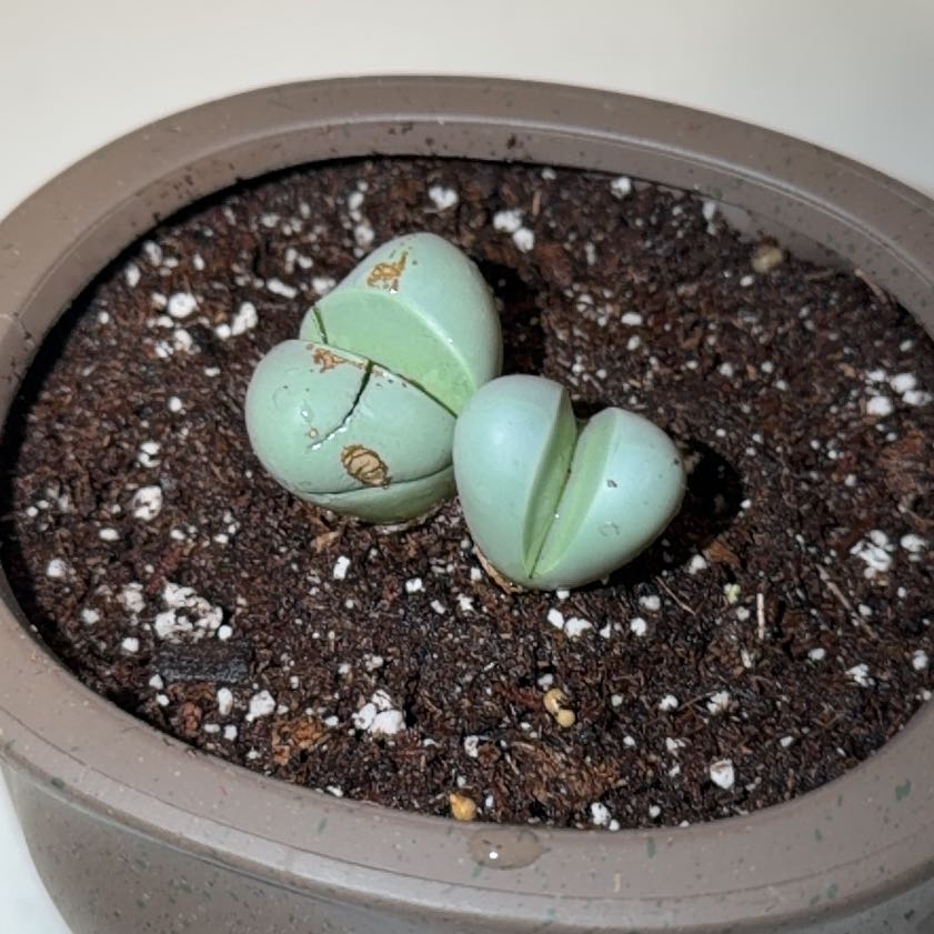 Photo of the plant species Argyroderma spp. by @SustainedAgave named Kardashian on Greg, the plant care app