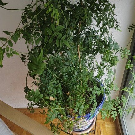 Photo of the plant species White Jasmine by @LadySalal98 named Gaga on Greg, the plant care app