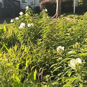 Photo of the plant species Eastern Rosemallow by @SpiffyRedsky88 named McKinley on Greg, the plant care app