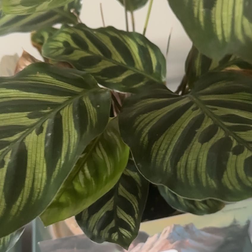 Photo of the plant species Calathea 'Cora' by @ProArugula75 named Messi on Greg, the plant care app