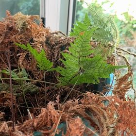 Photo of the plant species Davallia Fern by @DefiniteCoconut named Nithin on Greg, the plant care app