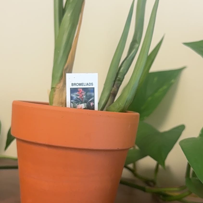 Photo of the plant species King of the Bromeliads by @DefiniteCoconut named Walt on Greg, the plant care app