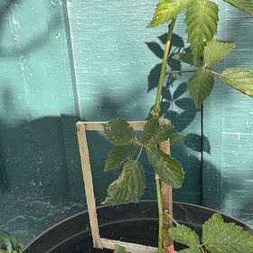 Photo of the plant species Common Blackberry by @TopRoussea33 named Apollo on Greg, the plant care app