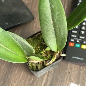 Photo of the plant species Cattleya Orchid by @SmartOrchid10 named Gregarious on Greg, the plant care app