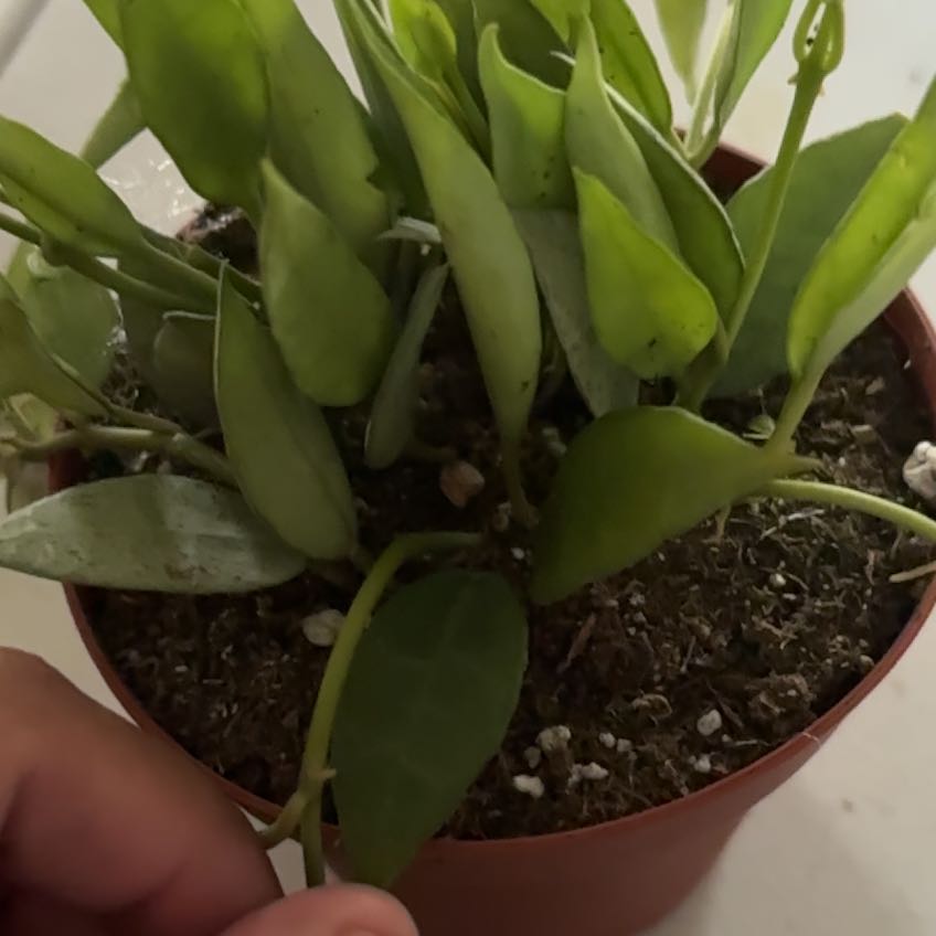 Photo of the plant species Hoya lacunosa ‘Mint’ by @SmartOrchid10 named Taylor Swift on Greg, the plant care app