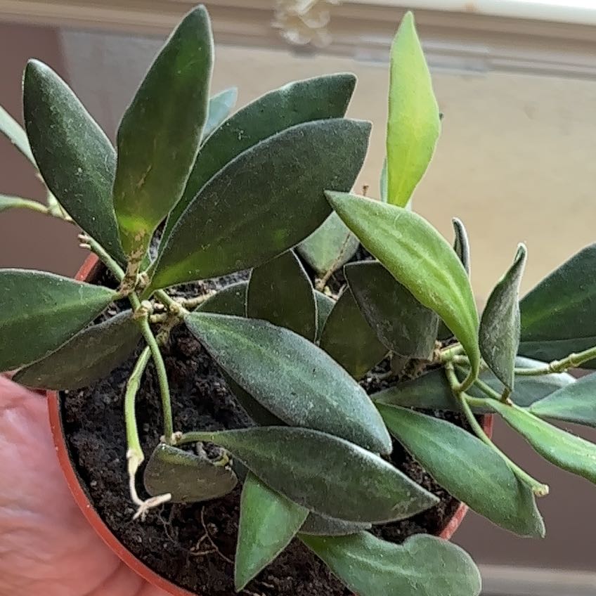 Photo of the plant species Hoya 'Burtoniae' by @SmartOrchid10 named Sage on Greg, the plant care app
