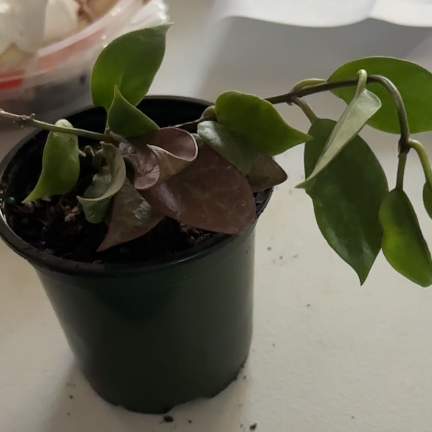 Photo of the plant species Hoya 'Sunrise' by @SmartOrchid10 named Stella on Greg, the plant care app