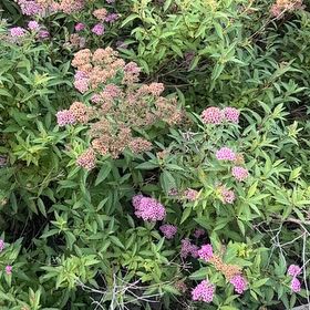 Photo of the plant species Japanese Meadowsweet by @FitChervil74 named Fernie Mercury on Greg, the plant care app