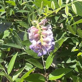 Photo of the plant species American Wisteria by @FitChervil74 named Mando on Greg, the plant care app