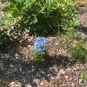Photo of the plant species Texas-Star by @FitChervil74 named Kesha on Greg, the plant care app