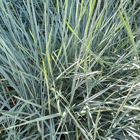Photo of the plant species Great Plains Yucca by @FitChervil74 named Madonna on Greg, the plant care app