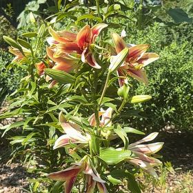 Photo of the plant species Lily of the Incas by @FitChervil74 named Ronaldo on Greg, the plant care app