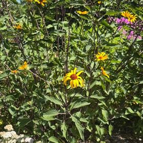 Photo of the plant species Slender Sunflower by @FitChervil74 named McKinley on Greg, the plant care app