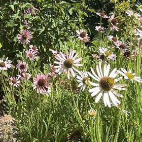 Photo of the plant species Narrow-Leaved Purple Coneflower by @FitChervil74 named Hamilton on Greg, the plant care app