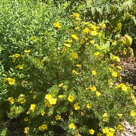 Photo of the plant species Widdy by @FitChervil74 named Anne on Greg, the plant care app