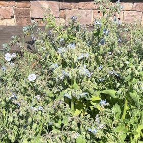 Photo of the plant species Borage by @FitChervil74 named Drake on Greg, the plant care app