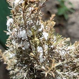 Photo of the plant species European Cypress by @PrimePaleflax17 named Khaleesi on Greg, the plant care app