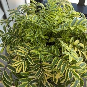Photo of the plant species Yellow Jacob's Ladder by @NeatLarkspur19 named Rainier on Greg, the plant care app