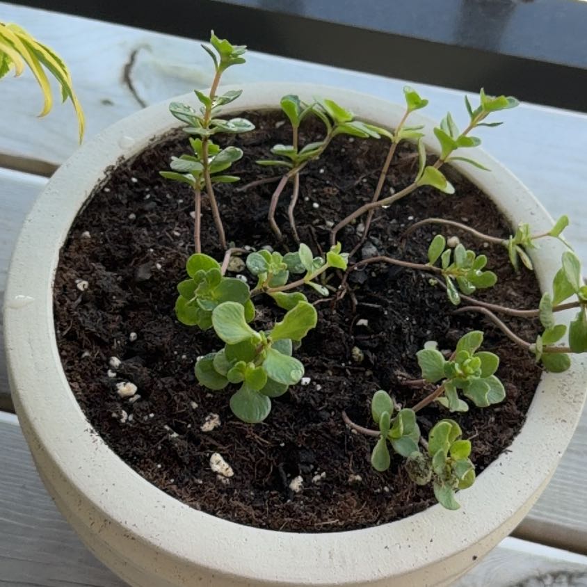Photo of the plant species Woodland Stonecrop by @NeatLarkspur19 named Sir Plancelot on Greg, the plant care app