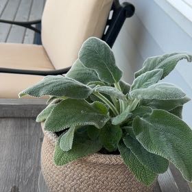 Photo of the plant species Lamb's Ear by @NeatLarkspur19 named Clooney on Greg, the plant care app