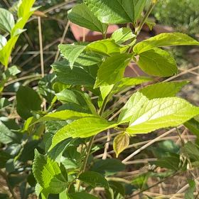 Photo of the plant species Beautyberry by @NiceTaraire38 named Clooney on Greg, the plant care app