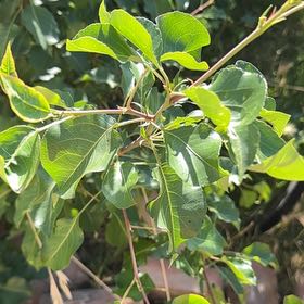 Photo of the plant species Bradford Pear by @NiceTaraire38 named McKinley on Greg, the plant care app