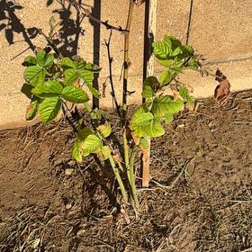 Photo of the plant species Sweetie Pie Blackberry Bush by @FunTropical56 named Miley on Greg, the plant care app