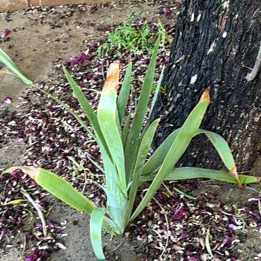 Photo of the plant species Crimean Iris by @FunTropical56 named Mollie on Greg, the plant care app