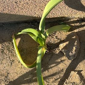Photo of the plant species Stargazer Lily by @FunTropical56 named Gomez on Greg, the plant care app