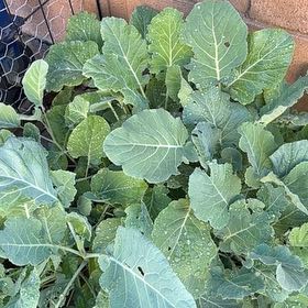 Photo of the plant species Collard Greens by @FunTropical56 named Treeyoncé on Greg, the plant care app