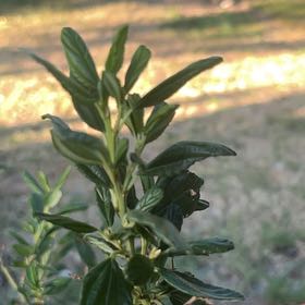 Photo of the plant species Blue Mountain Lilac by @VipAloevera38 named Osmo on Greg, the plant care app
