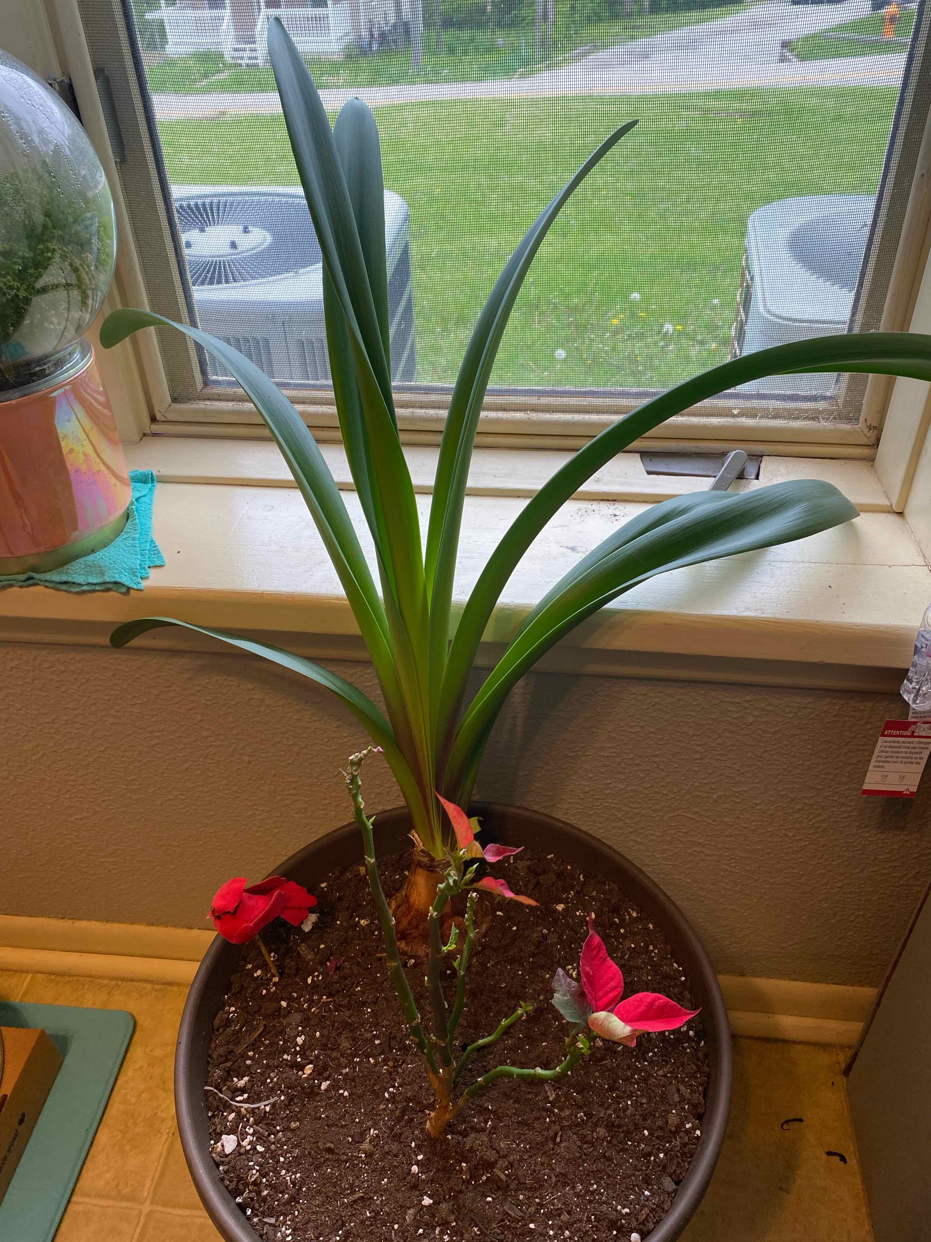 Indoor potted plant with long green leaves near a window, soil visible.