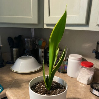 Snake Plant plant in Independence, Missouri
